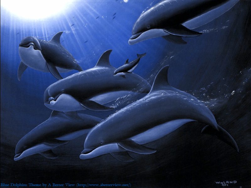 壁纸800x600海豚壁纸 海豚壁纸 海豚图片 海豚素材 动物壁纸 动物图库 动物图片素材桌面壁纸