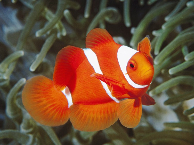 壁纸800x600海洋生物桌面壁纸下载壁纸 海洋生物桌面壁纸下载壁纸 海洋生物桌面壁纸下载图片 海洋生物桌面壁纸下载素材 动物壁纸 动物图库 动物图片素材桌面壁纸