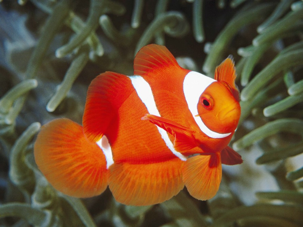 壁纸1024x768海洋生物桌面壁纸下载壁纸 海洋生物桌面壁纸下载壁纸 海洋生物桌面壁纸下载图片 海洋生物桌面壁纸下载素材 动物壁纸 动物图库 动物图片素材桌面壁纸