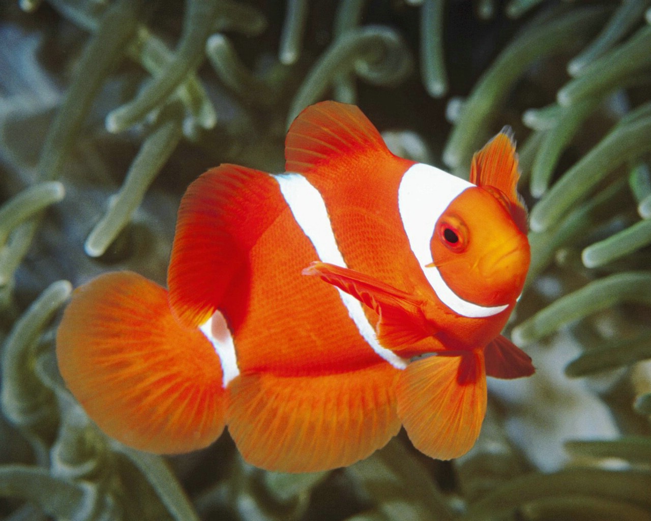 壁纸1280x1024海洋生物桌面壁纸下载壁纸 海洋生物桌面壁纸下载壁纸 海洋生物桌面壁纸下载图片 海洋生物桌面壁纸下载素材 动物壁纸 动物图库 动物图片素材桌面壁纸