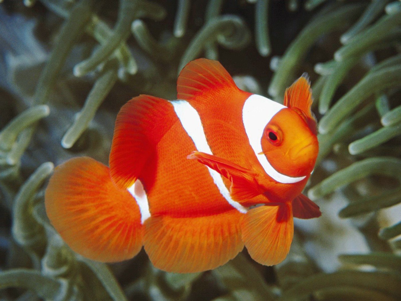 壁纸1400x1050海洋生物桌面壁纸下载壁纸 海洋生物桌面壁纸下载壁纸 海洋生物桌面壁纸下载图片 海洋生物桌面壁纸下载素材 动物壁纸 动物图库 动物图片素材桌面壁纸