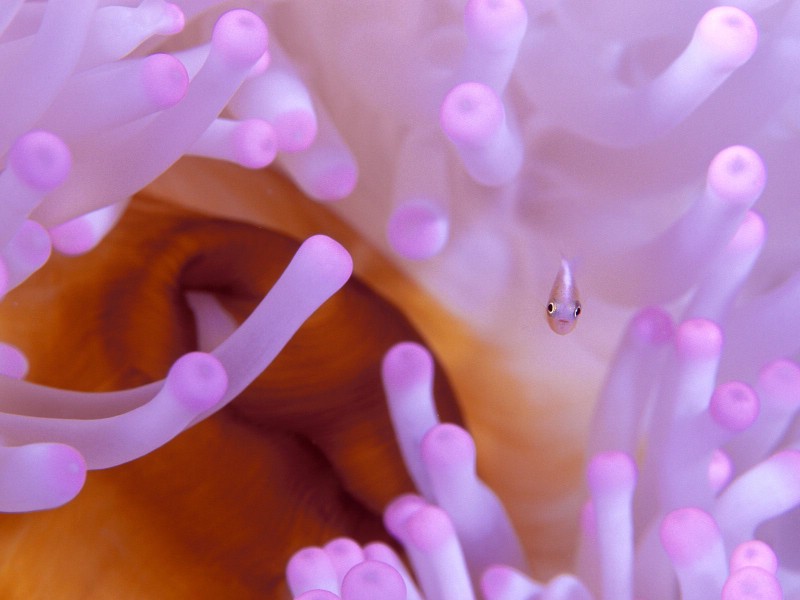 壁纸800x600海洋生物桌面壁纸下载壁纸 海洋生物桌面壁纸下载壁纸 海洋生物桌面壁纸下载图片 海洋生物桌面壁纸下载素材 动物壁纸 动物图库 动物图片素材桌面壁纸