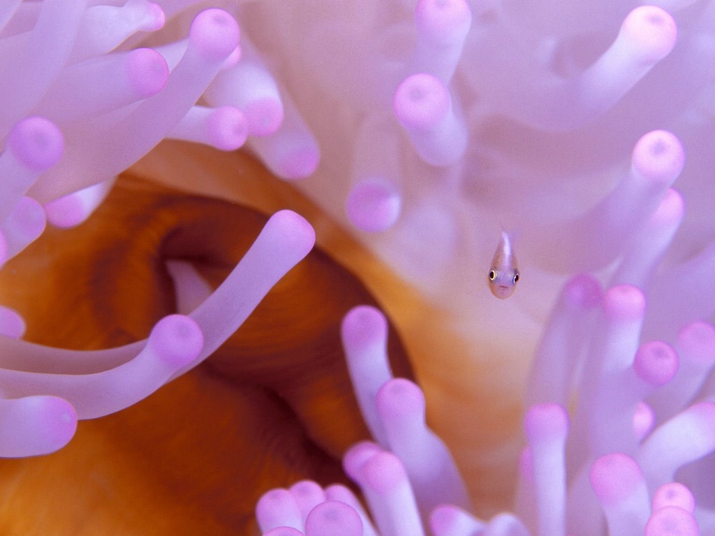 壁纸1024x768海洋生物桌面壁纸下载壁纸 海洋生物桌面壁纸下载壁纸 海洋生物桌面壁纸下载图片 海洋生物桌面壁纸下载素材 动物壁纸 动物图库 动物图片素材桌面壁纸