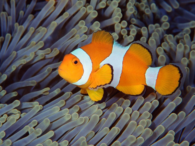 壁纸800x600海洋生物桌面壁纸下载壁纸 海洋生物桌面壁纸下载壁纸 海洋生物桌面壁纸下载图片 海洋生物桌面壁纸下载素材 动物壁纸 动物图库 动物图片素材桌面壁纸