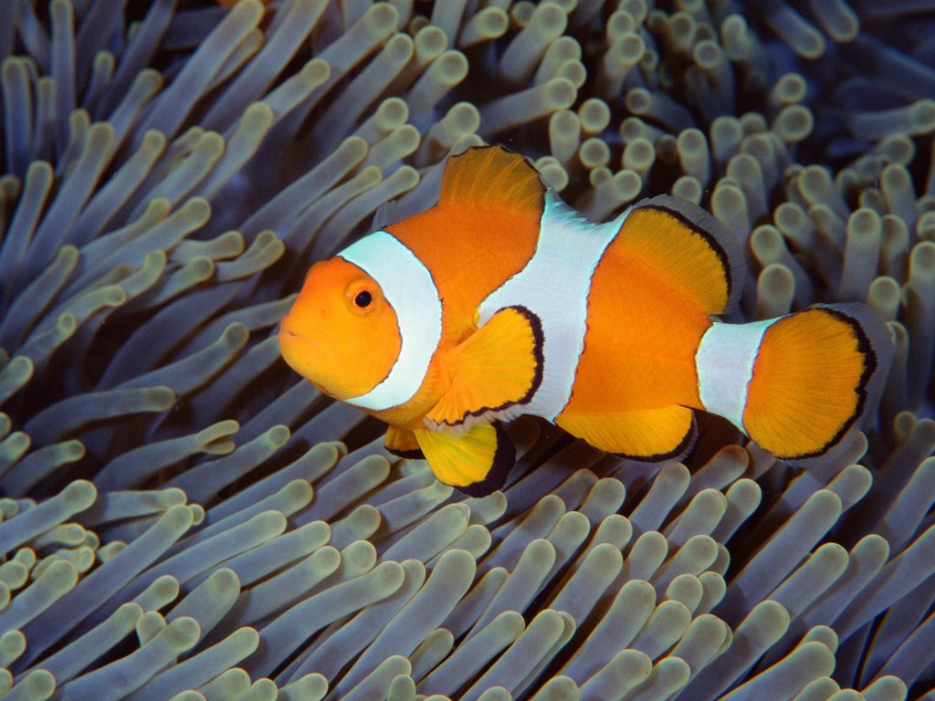 壁纸1024x768海洋生物桌面壁纸下载壁纸 海洋生物桌面壁纸下载壁纸 海洋生物桌面壁纸下载图片 海洋生物桌面壁纸下载素材 动物壁纸 动物图库 动物图片素材桌面壁纸