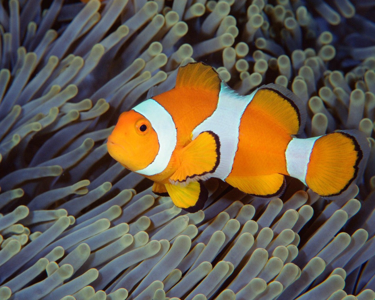 壁纸1280x1024海洋生物桌面壁纸下载壁纸 海洋生物桌面壁纸下载壁纸 海洋生物桌面壁纸下载图片 海洋生物桌面壁纸下载素材 动物壁纸 动物图库 动物图片素材桌面壁纸