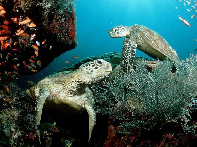 壁纸800x600海洋生物桌面壁纸下载壁纸 海洋生物桌面壁纸下载壁纸 海洋生物桌面壁纸下载图片 海洋生物桌面壁纸下载素材 动物壁纸 动物图库 动物图片素材桌面壁纸