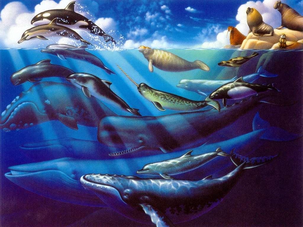 壁纸1024x768鲸鱼与海豚专辑壁纸 鲸鱼与海豚壁纸壁纸 鲸鱼与海豚壁纸图片 鲸鱼与海豚壁纸素材 动物壁纸 动物图库 动物图片素材桌面壁纸