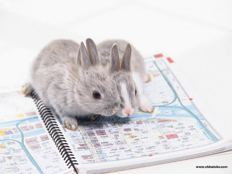 壁纸800x600可爱兔子壁纸 可爱兔子壁纸 可爱兔子图片 可爱兔子素材 动物壁纸 动物图库 动物图片素材桌面壁纸