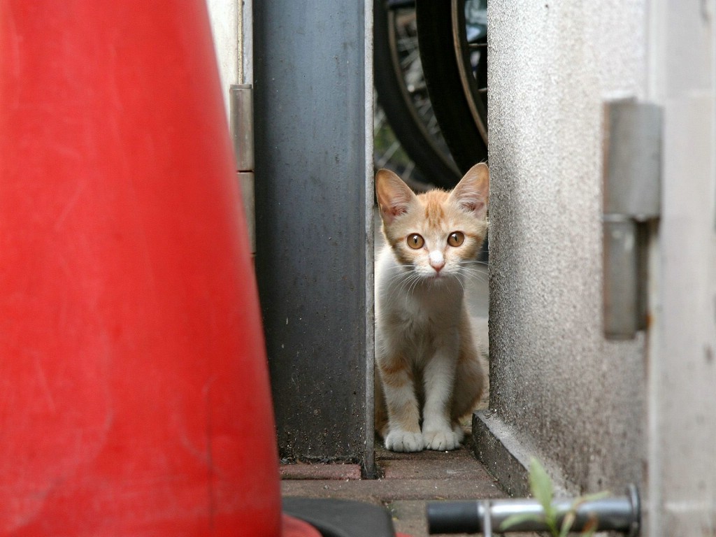 壁纸1024x768可爱小猫咪桌面壁纸壁纸 可爱小猫咪桌面壁纸壁纸 可爱小猫咪桌面壁纸图片 可爱小猫咪桌面壁纸素材 动物壁纸 动物图库 动物图片素材桌面壁纸