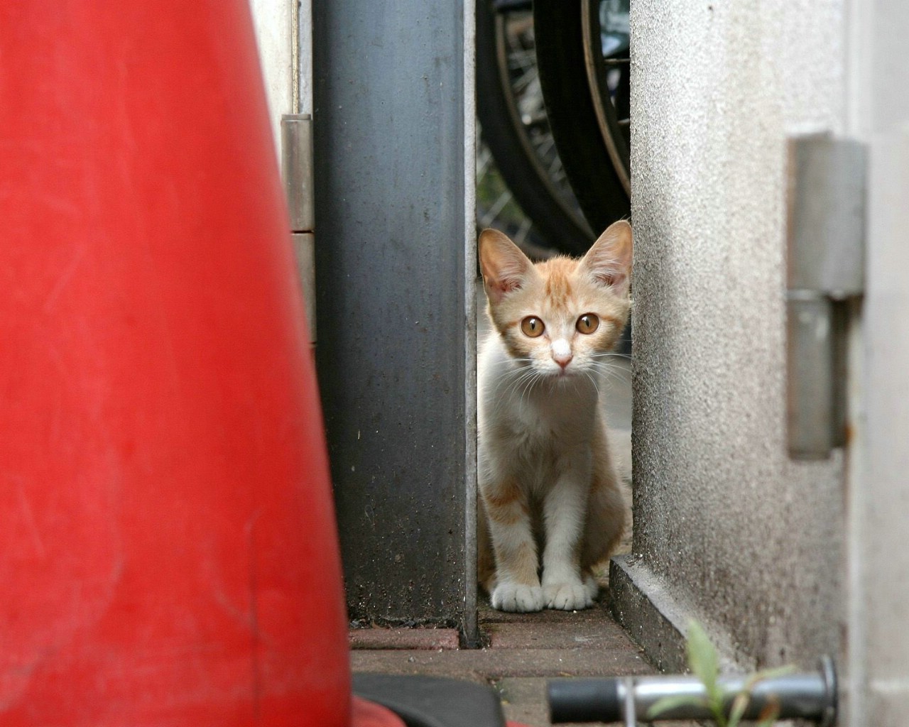 壁纸1280x1024可爱小猫咪桌面壁纸壁纸 可爱小猫咪桌面壁纸壁纸 可爱小猫咪桌面壁纸图片 可爱小猫咪桌面壁纸素材 动物壁纸 动物图库 动物图片素材桌面壁纸