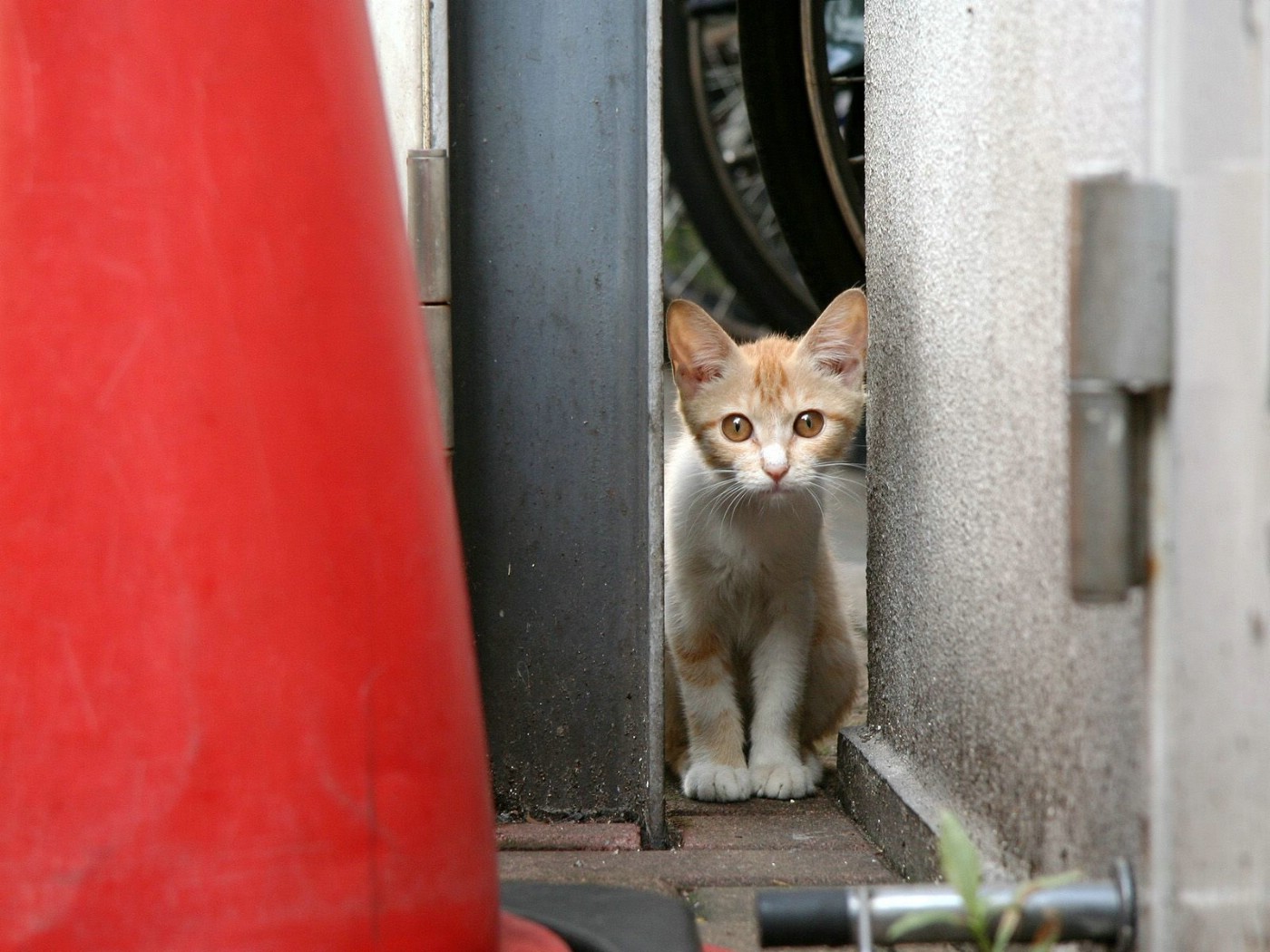 壁纸1400x1050可爱小猫咪桌面壁纸壁纸 可爱小猫咪桌面壁纸壁纸 可爱小猫咪桌面壁纸图片 可爱小猫咪桌面壁纸素材 动物壁纸 动物图库 动物图片素材桌面壁纸