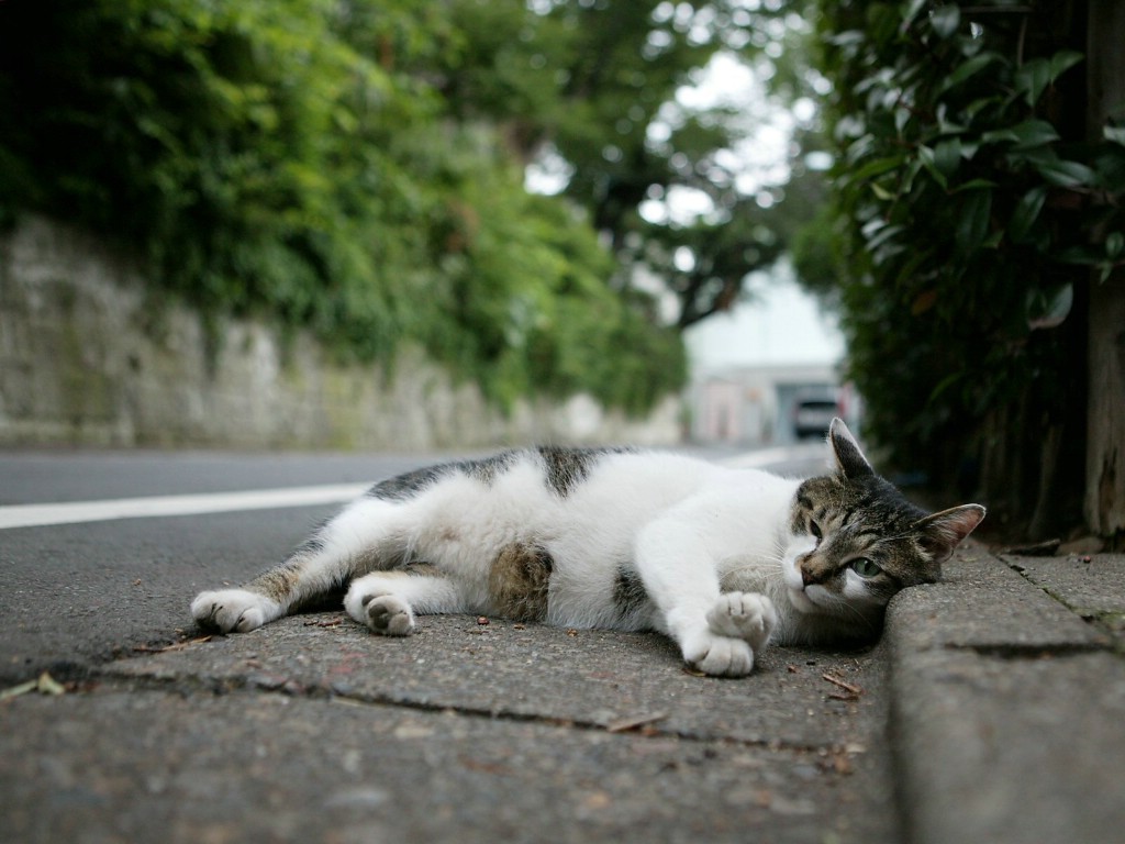 壁纸1024x768可爱小猫咪桌面壁纸壁纸 可爱小猫咪桌面壁纸壁纸 可爱小猫咪桌面壁纸图片 可爱小猫咪桌面壁纸素材 动物壁纸 动物图库 动物图片素材桌面壁纸