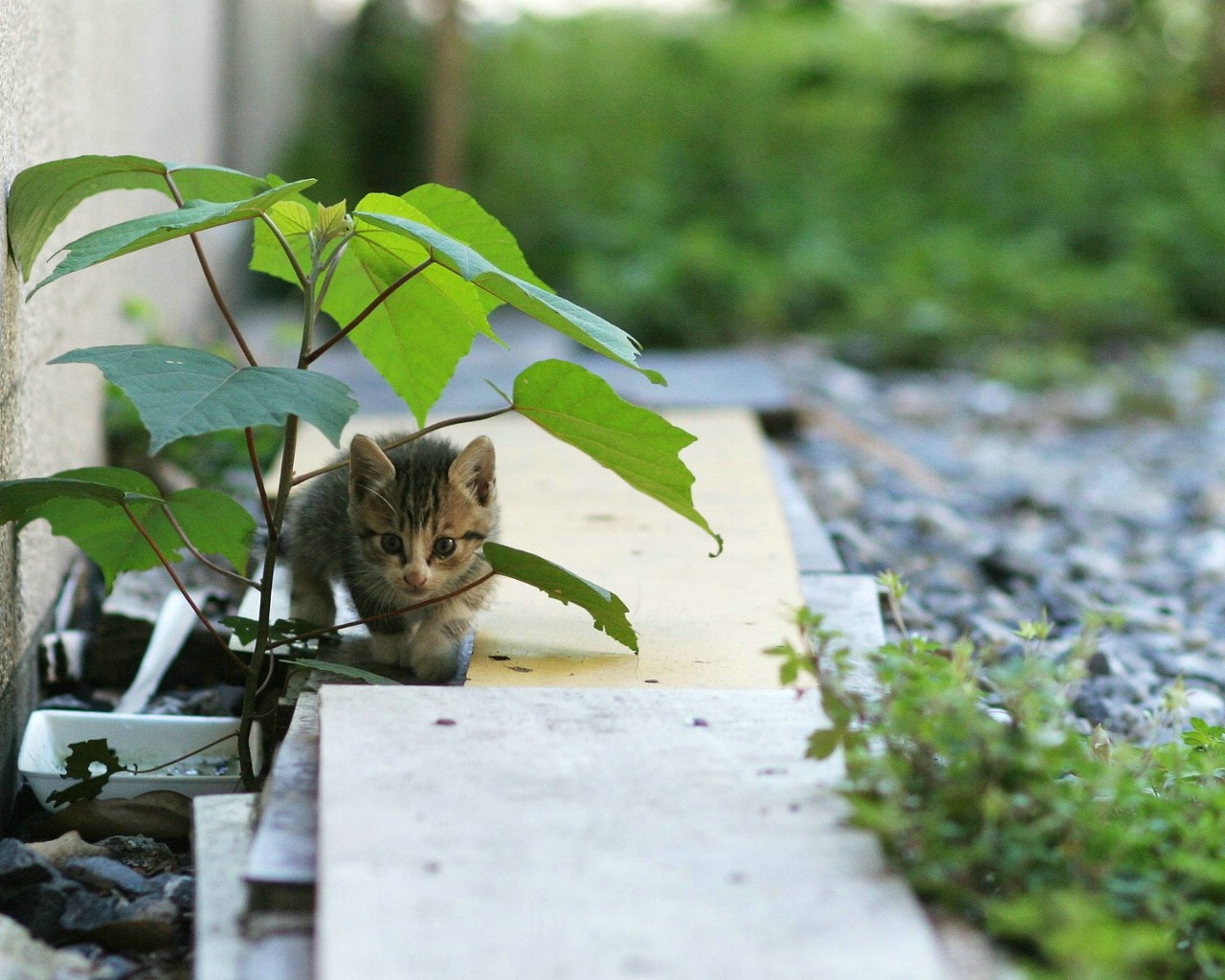 壁纸1280x1024可爱小猫咪桌面壁纸壁纸 可爱小猫咪桌面壁纸壁纸 可爱小猫咪桌面壁纸图片 可爱小猫咪桌面壁纸素材 动物壁纸 动物图库 动物图片素材桌面壁纸