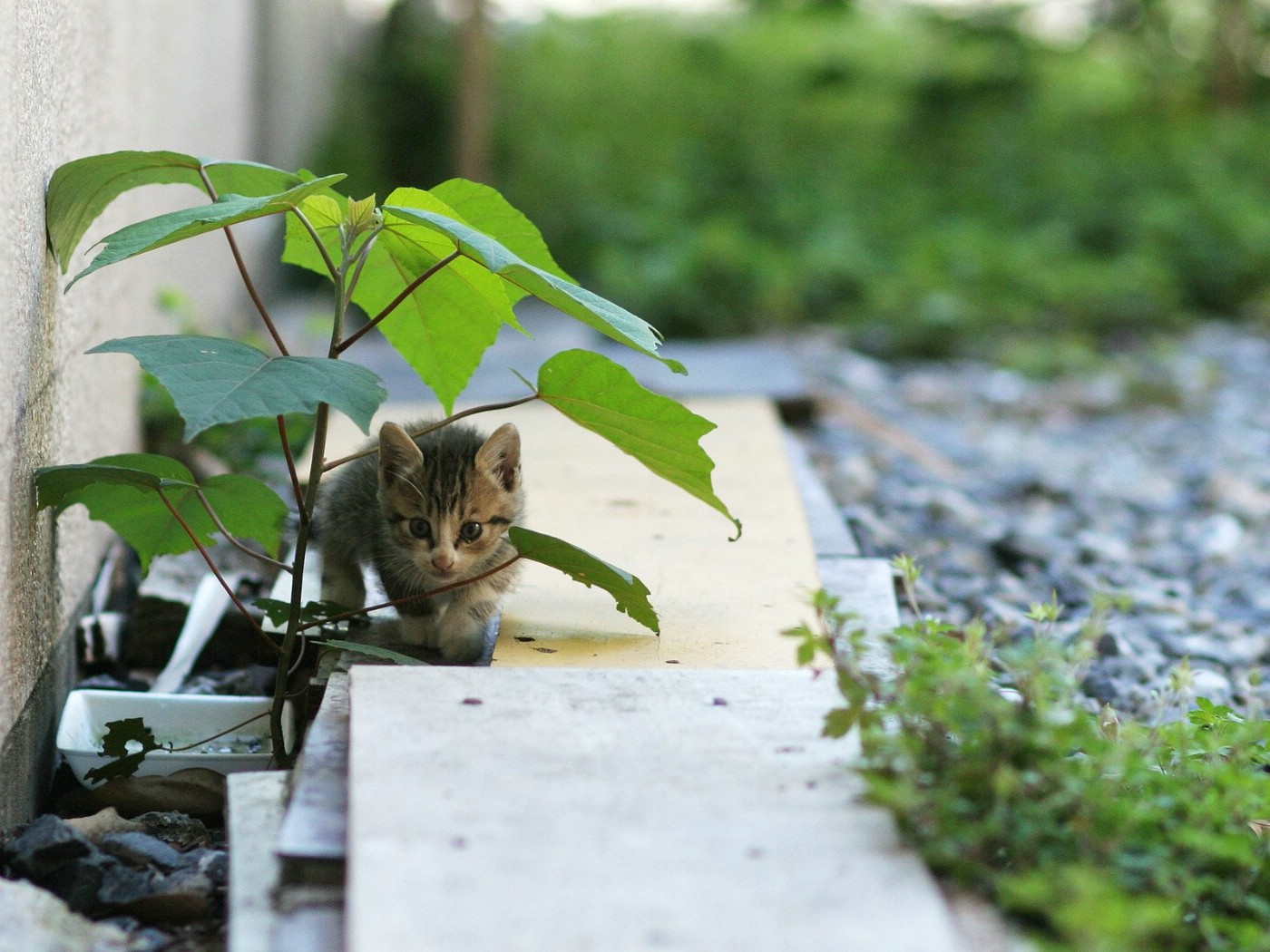 壁纸1400x1050可爱小猫咪桌面壁纸壁纸 可爱小猫咪桌面壁纸壁纸 可爱小猫咪桌面壁纸图片 可爱小猫咪桌面壁纸素材 动物壁纸 动物图库 动物图片素材桌面壁纸