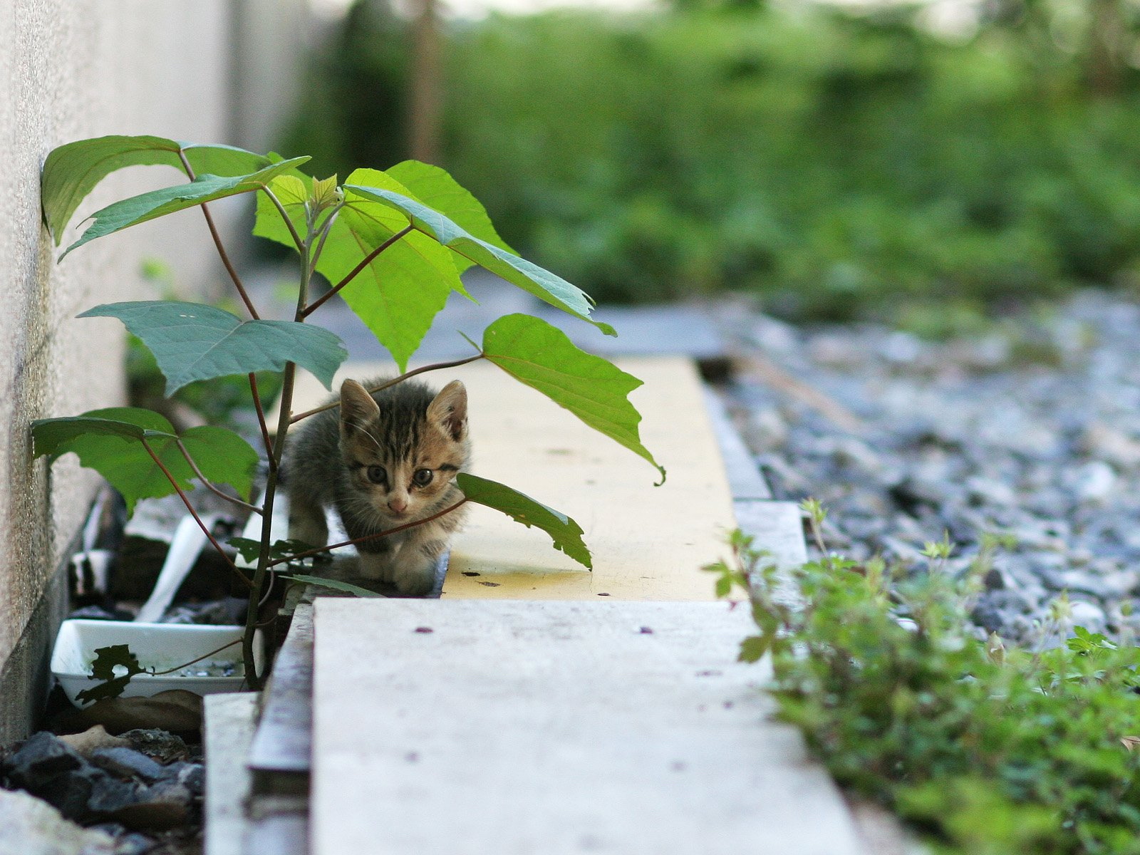 壁纸1600x1200可爱小猫咪桌面壁纸壁纸 可爱小猫咪桌面壁纸壁纸 可爱小猫咪桌面壁纸图片 可爱小猫咪桌面壁纸素材 动物壁纸 动物图库 动物图片素材桌面壁纸