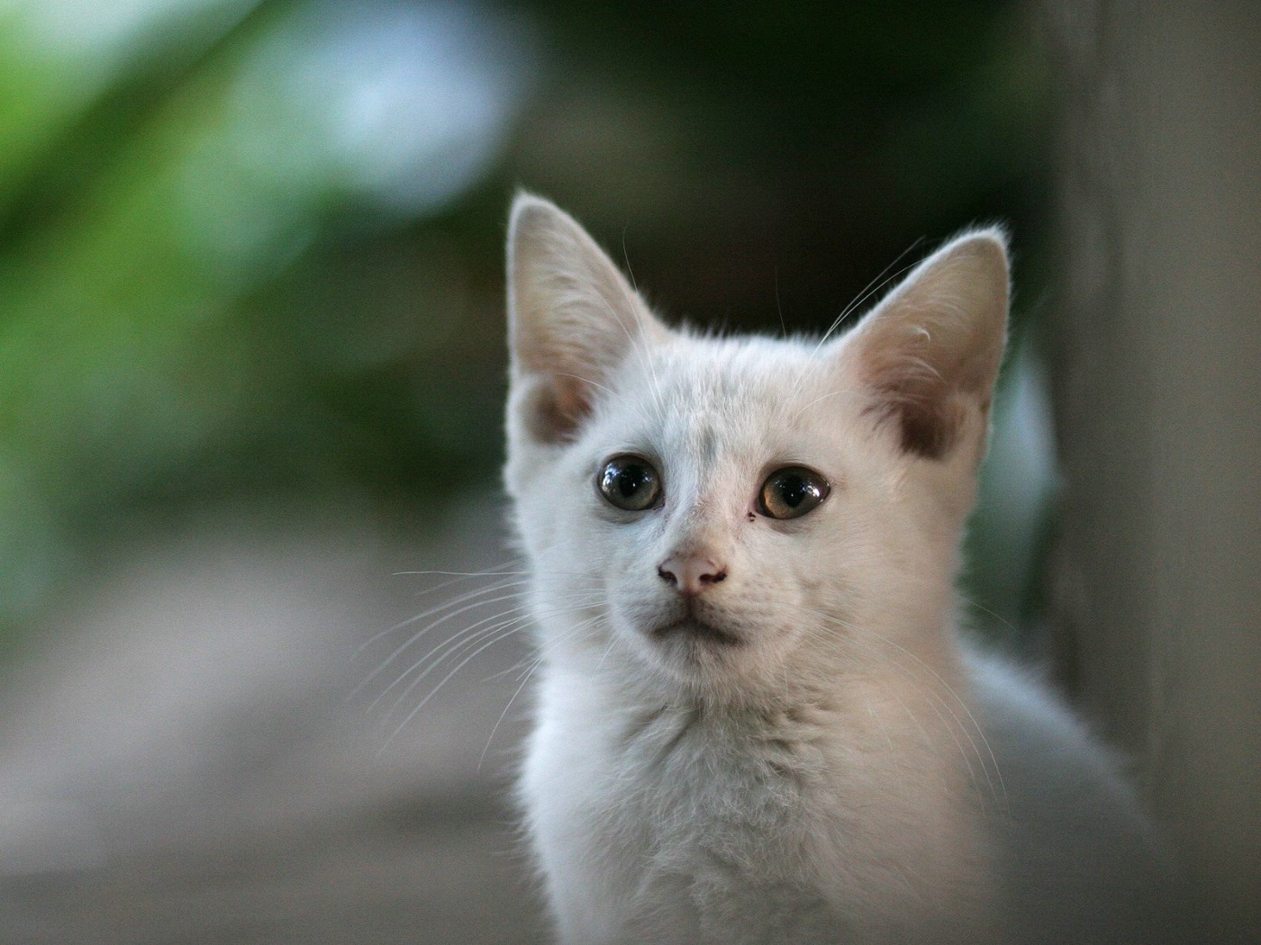 壁纸1400x1050可爱小猫咪桌面壁纸壁纸 可爱小猫咪桌面壁纸壁纸 可爱小猫咪桌面壁纸图片 可爱小猫咪桌面壁纸素材 动物壁纸 动物图库 动物图片素材桌面壁纸