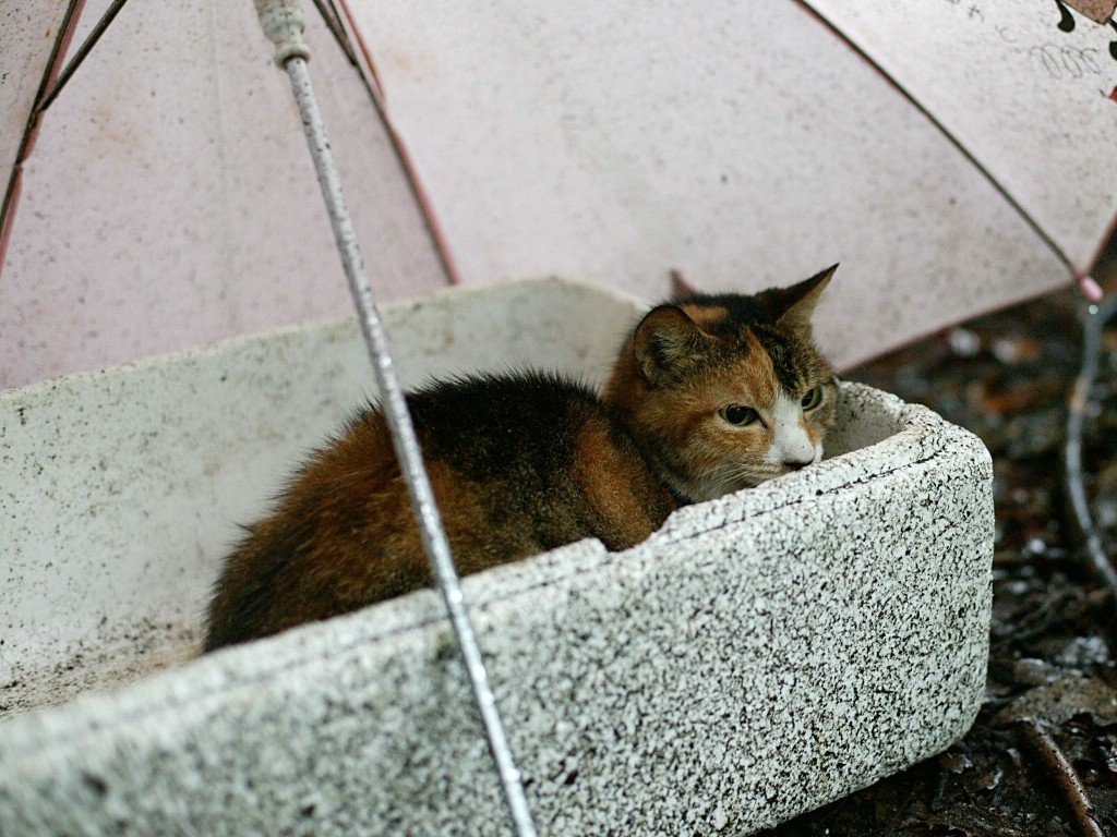 壁纸1024x768可爱小猫咪桌面壁纸壁纸 可爱小猫咪桌面壁纸壁纸 可爱小猫咪桌面壁纸图片 可爱小猫咪桌面壁纸素材 动物壁纸 动物图库 动物图片素材桌面壁纸