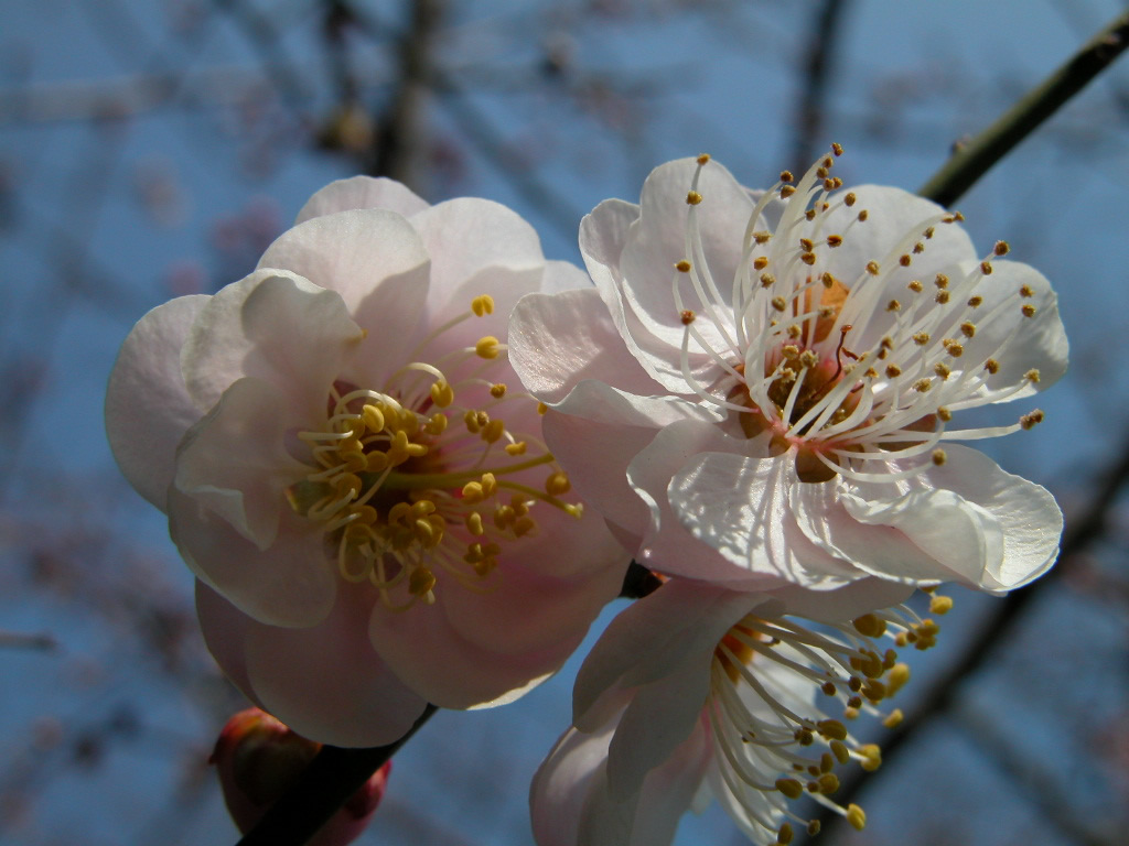 壁纸1024x768梅花壁纸壁纸 梅花壁纸壁纸 梅花壁纸图片 梅花壁纸素材 动物壁纸 动物图库 动物图片素材桌面壁纸