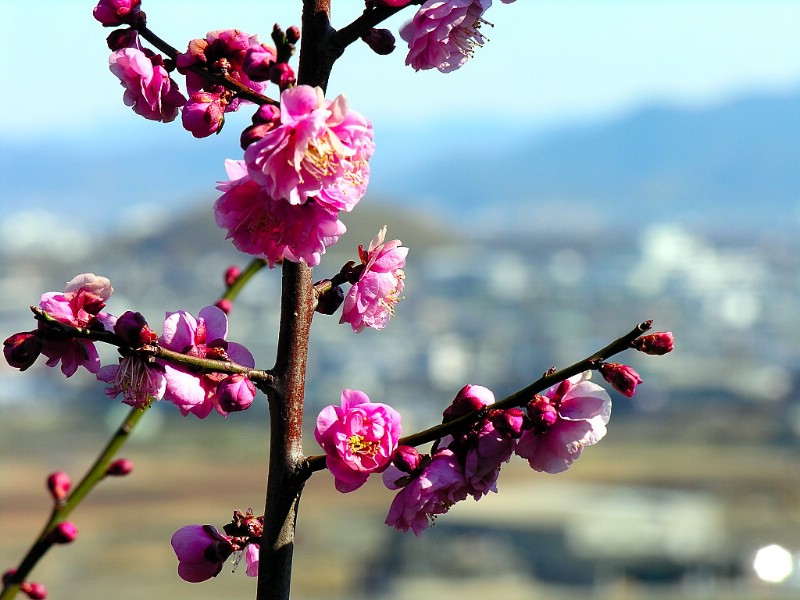 壁纸800x600梅花壁纸壁纸 梅花壁纸壁纸 梅花壁纸图片 梅花壁纸素材 动物壁纸 动物图库 动物图片素材桌面壁纸