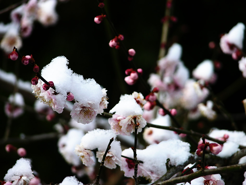 壁纸1024x768梅花壁纸壁纸 梅花壁纸壁纸 梅花壁纸图片 梅花壁纸素材 动物壁纸 动物图库 动物图片素材桌面壁纸