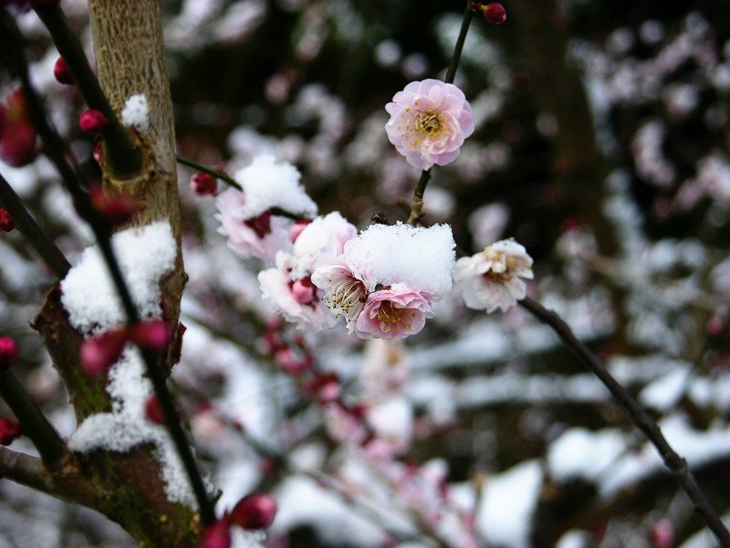 壁纸800x600梅花壁纸壁纸 梅花壁纸壁纸 梅花壁纸图片 梅花壁纸素材 动物壁纸 动物图库 动物图片素材桌面壁纸