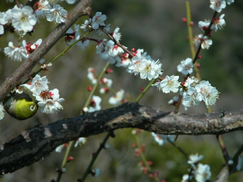 壁纸800x600梅花壁纸壁纸 梅花壁纸壁纸 梅花壁纸图片 梅花壁纸素材 动物壁纸 动物图库 动物图片素材桌面壁纸