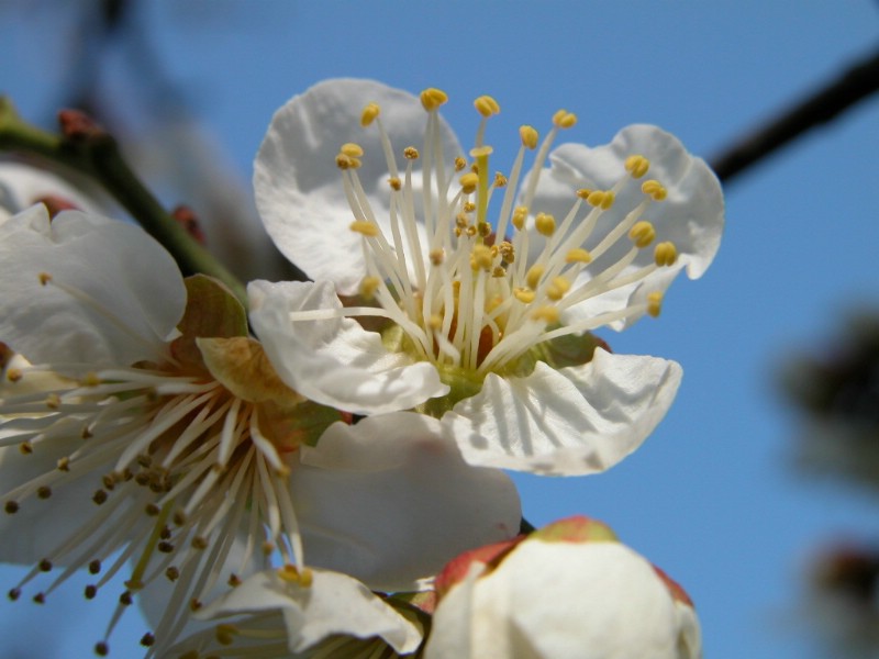 壁纸800x600梅花壁纸壁纸 梅花壁纸壁纸 梅花壁纸图片 梅花壁纸素材 动物壁纸 动物图库 动物图片素材桌面壁纸