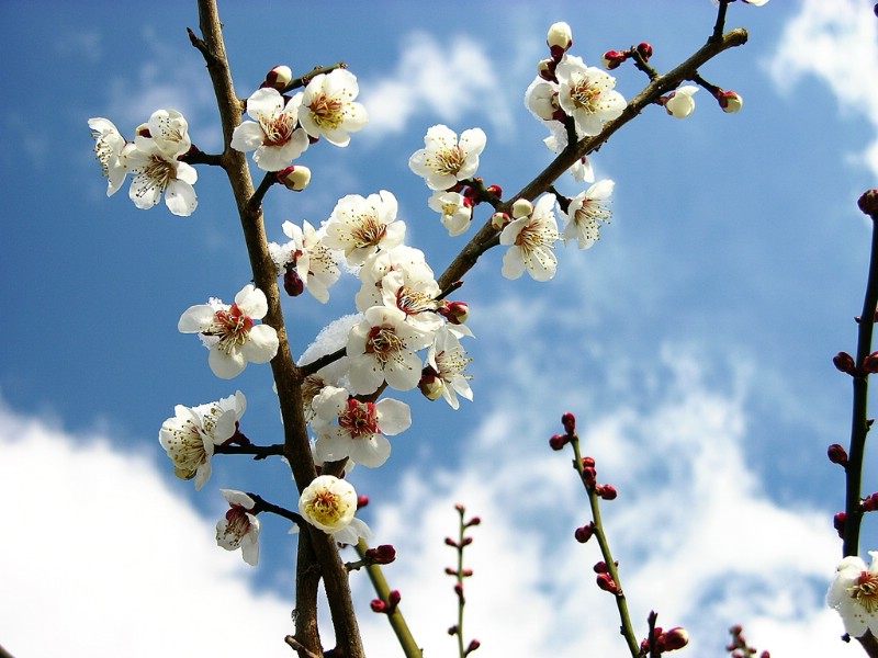 壁纸800x600梅花壁纸壁纸 梅花壁纸壁纸 梅花壁纸图片 梅花壁纸素材 动物壁纸 动物图库 动物图片素材桌面壁纸