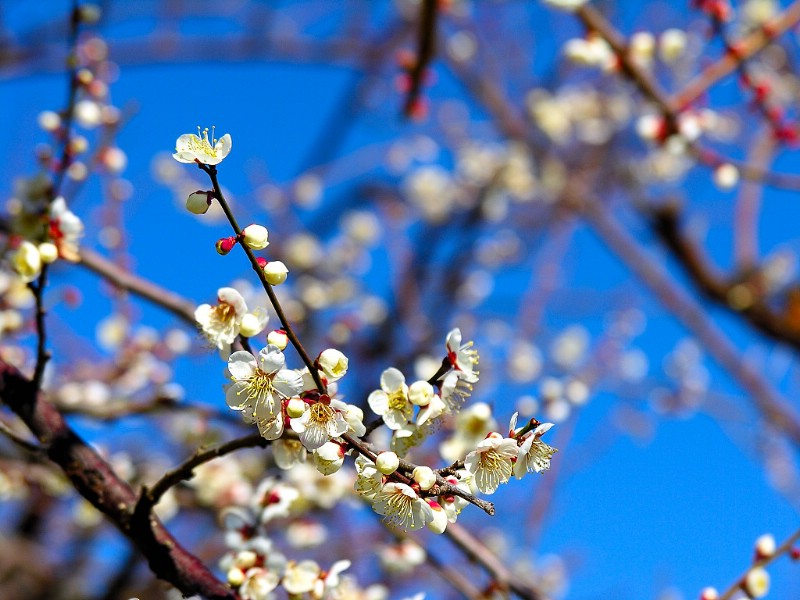 壁纸800x600梅花壁纸壁纸 梅花壁纸壁纸 梅花壁纸图片 梅花壁纸素材 动物壁纸 动物图库 动物图片素材桌面壁纸