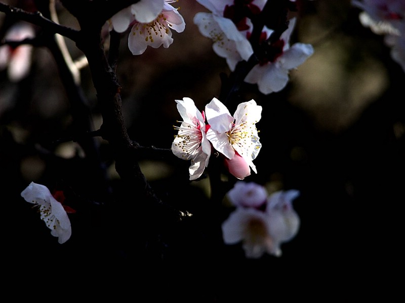 壁纸800x600梅花壁纸壁纸 梅花壁纸壁纸 梅花壁纸图片 梅花壁纸素材 动物壁纸 动物图库 动物图片素材桌面壁纸