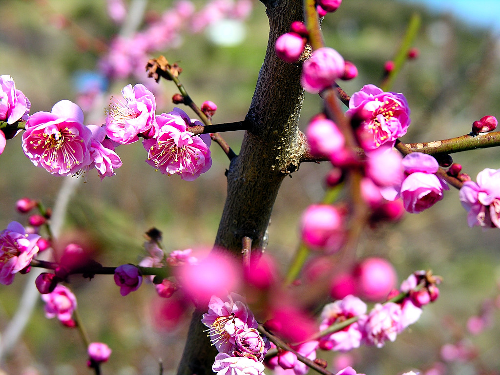 壁纸1024x768梅花壁纸壁纸 梅花壁纸壁纸 梅花壁纸图片 梅花壁纸素材 动物壁纸 动物图库 动物图片素材桌面壁纸