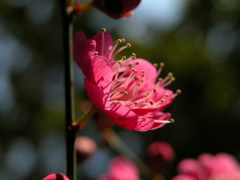 壁纸800x600梅花壁纸壁纸 梅花壁纸壁纸 梅花壁纸图片 梅花壁纸素材 动物壁纸 动物图库 动物图片素材桌面壁纸