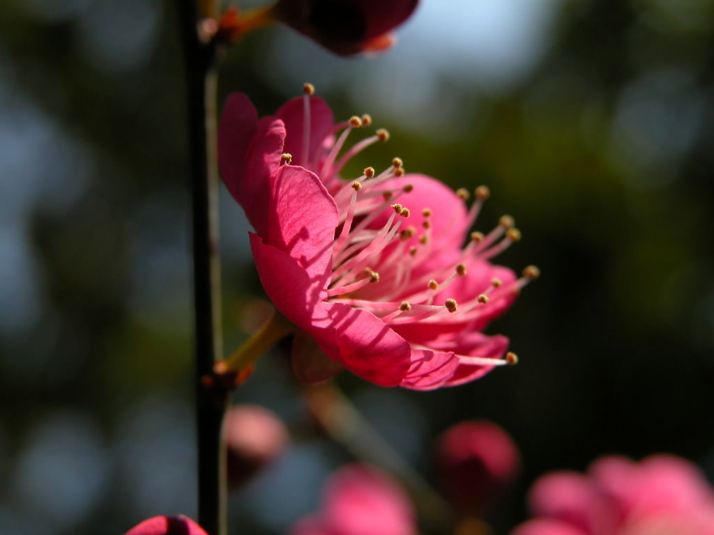 壁纸1024x768梅花壁纸壁纸 梅花壁纸壁纸 梅花壁纸图片 梅花壁纸素材 动物壁纸 动物图库 动物图片素材桌面壁纸