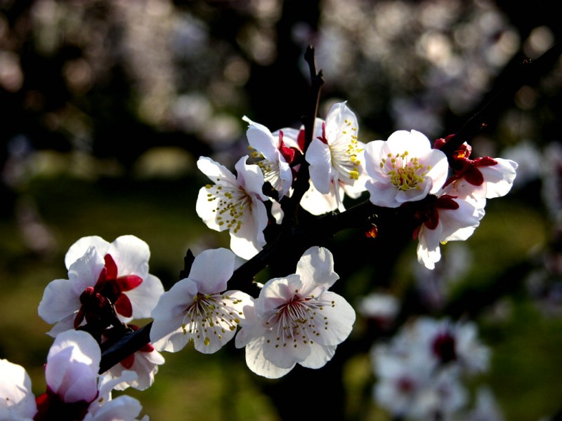 壁纸800x600梅花壁纸壁纸 梅花壁纸壁纸 梅花壁纸图片 梅花壁纸素材 动物壁纸 动物图库 动物图片素材桌面壁纸