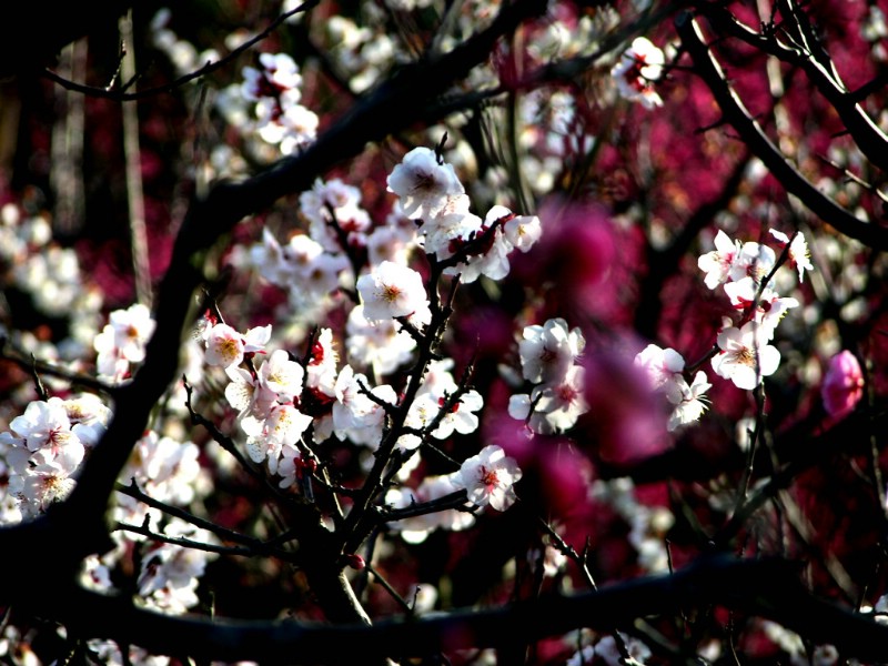 壁纸800x600梅花壁纸壁纸 梅花壁纸壁纸 梅花壁纸图片 梅花壁纸素材 动物壁纸 动物图库 动物图片素材桌面壁纸