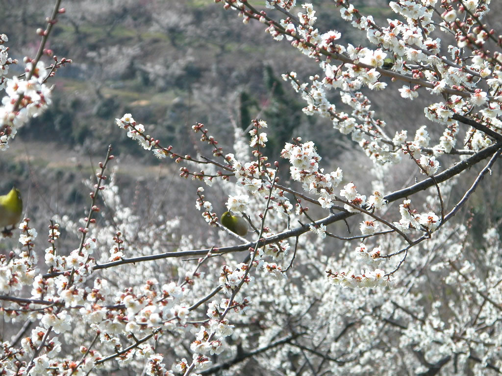 壁纸1024x768梅花壁纸壁纸 梅花壁纸壁纸 梅花壁纸图片 梅花壁纸素材 动物壁纸 动物图库 动物图片素材桌面壁纸