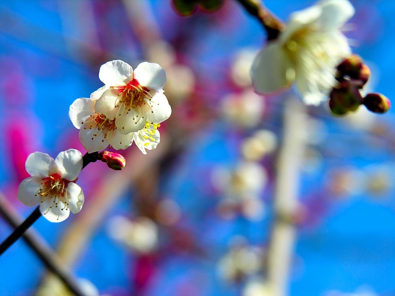 壁纸800x600梅花壁纸壁纸 梅花壁纸壁纸 梅花壁纸图片 梅花壁纸素材 动物壁纸 动物图库 动物图片素材桌面壁纸