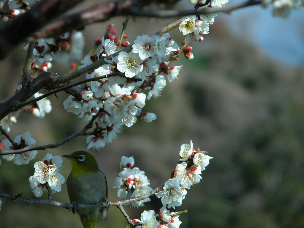 壁纸1024x768梅花壁纸壁纸 梅花壁纸壁纸 梅花壁纸图片 梅花壁纸素材 动物壁纸 动物图库 动物图片素材桌面壁纸