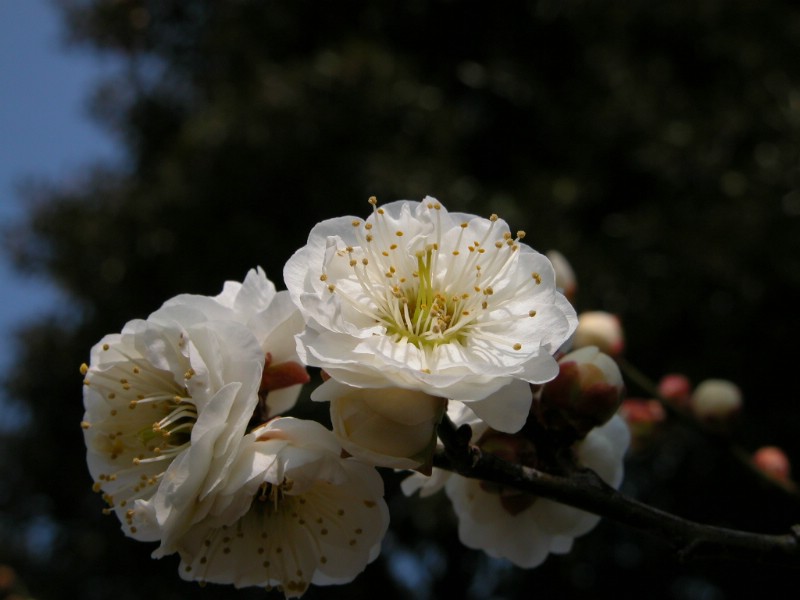 壁纸800x600梅花壁纸壁纸 梅花壁纸壁纸 梅花壁纸图片 梅花壁纸素材 动物壁纸 动物图库 动物图片素材桌面壁纸