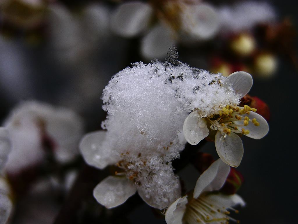 壁纸1024x768梅花壁纸壁纸 梅花壁纸壁纸 梅花壁纸图片 梅花壁纸素材 动物壁纸 动物图库 动物图片素材桌面壁纸