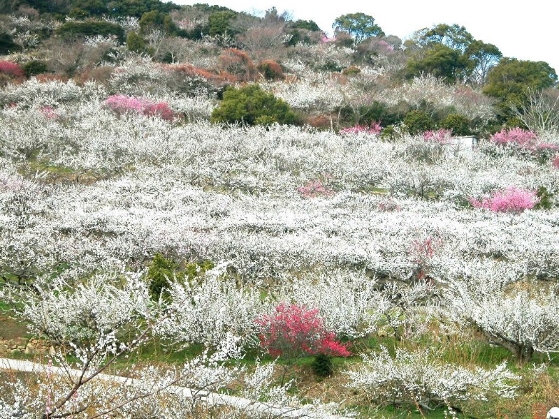 壁纸800x600梅花壁纸壁纸 梅花壁纸壁纸 梅花壁纸图片 梅花壁纸素材 动物壁纸 动物图库 动物图片素材桌面壁纸