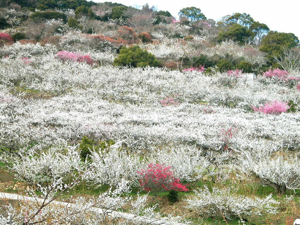 壁纸1024x768梅花壁纸壁纸 梅花壁纸壁纸 梅花壁纸图片 梅花壁纸素材 动物壁纸 动物图库 动物图片素材桌面壁纸