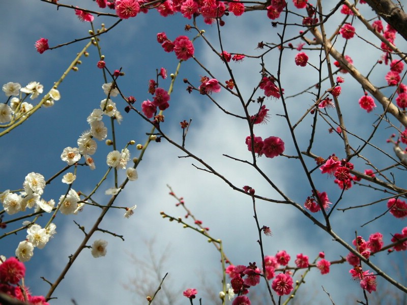 壁纸800x600梅花壁纸壁纸 梅花壁纸壁纸 梅花壁纸图片 梅花壁纸素材 动物壁纸 动物图库 动物图片素材桌面壁纸