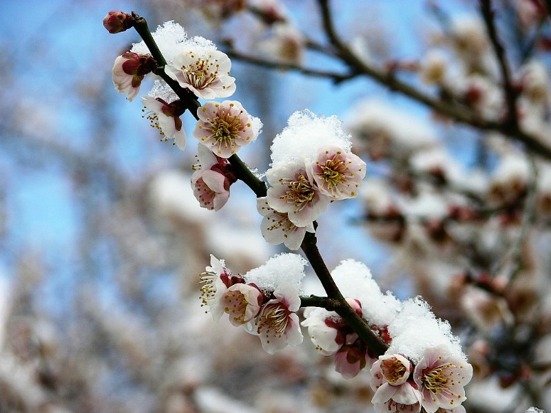 壁纸800x600梅花壁纸壁纸 梅花壁纸壁纸 梅花壁纸图片 梅花壁纸素材 动物壁纸 动物图库 动物图片素材桌面壁纸