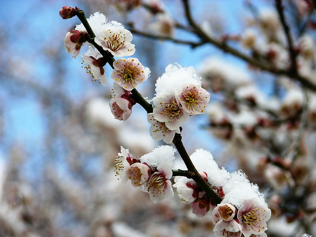 壁纸1024x768梅花壁纸壁纸 梅花壁纸壁纸 梅花壁纸图片 梅花壁纸素材 动物壁纸 动物图库 动物图片素材桌面壁纸