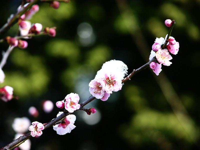 壁纸800x600梅花壁纸壁纸 梅花壁纸壁纸 梅花壁纸图片 梅花壁纸素材 动物壁纸 动物图库 动物图片素材桌面壁纸