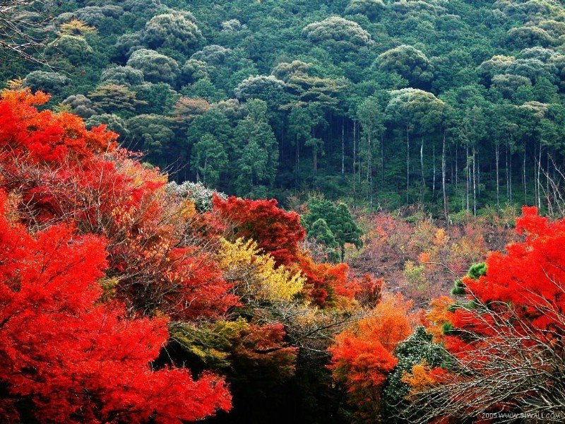 壁纸800x600红叶舞秋山 1壁纸 红叶舞秋山(1)壁纸 红叶舞秋山(1)图片 红叶舞秋山(1)素材 风景壁纸 风景图库 风景图片素材桌面壁纸