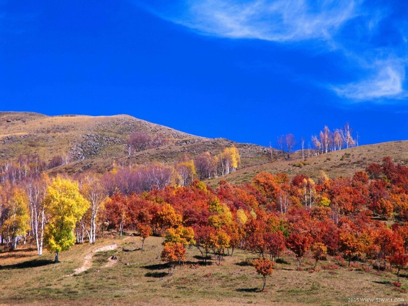 壁纸800x600红叶舞秋山 1壁纸 红叶舞秋山(1)壁纸 红叶舞秋山(1)图片 红叶舞秋山(1)素材 风景壁纸 风景图库 风景图片素材桌面壁纸