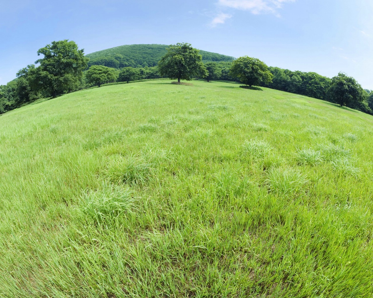 壁纸1280x1024绿色草地风景宽屏壁纸壁纸 绿色草地风景宽屏壁纸壁纸 绿色草地风景宽屏壁纸图片 绿色草地风景宽屏壁纸素材 风景壁纸 风景图库 风景图片素材桌面壁纸